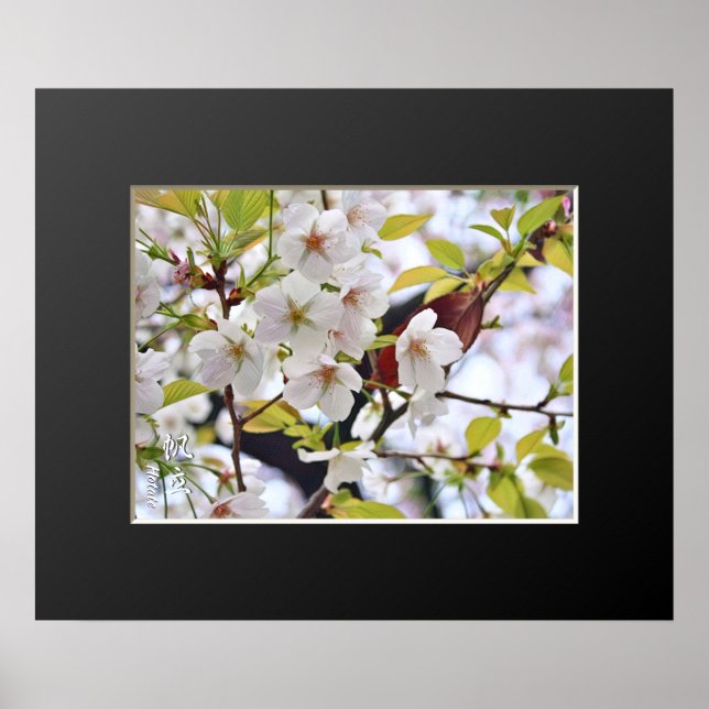 Póster Florecimiento de cerezos: Hotate (Frente)