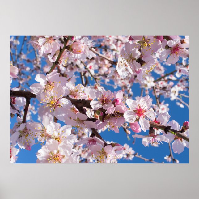 Póster Florecimiento de la primavera (Frente)