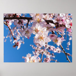 Póster Florecimiento de la primavera