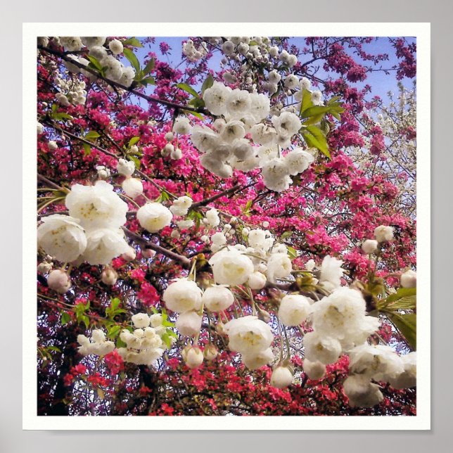 Póster Florecimiento de la primavera blanca y rosa en Gal (Frente)