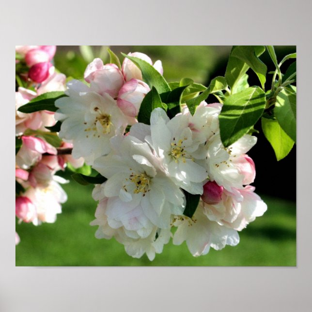 Póster Florecimiento de manzanas primaverales 2 (Frente)