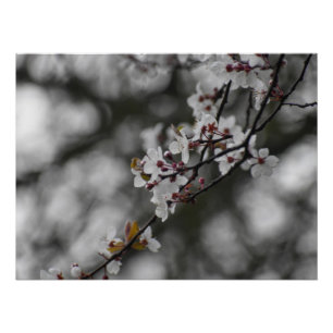 Póster Florecimiento de primavera