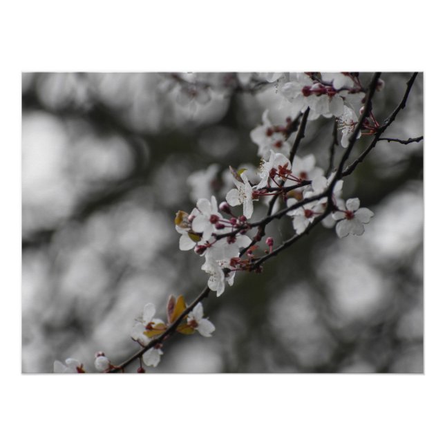 Póster Florecimiento de primavera (Anverso)