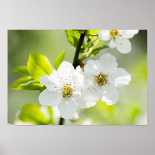 Póster Florecimiento de primavera