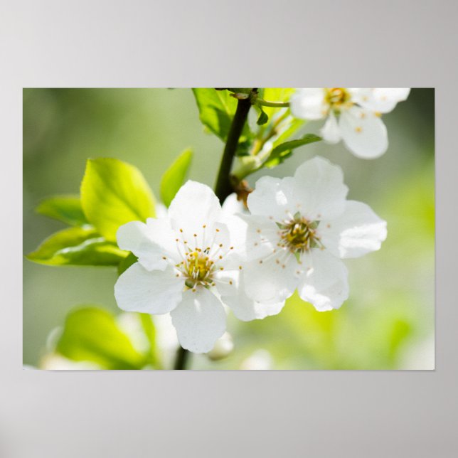 Póster Florecimiento de primavera (Frente)