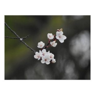 Póster Florecimiento de primavera