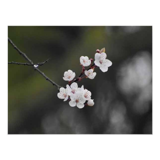 Póster Florecimiento de primavera (Anverso)