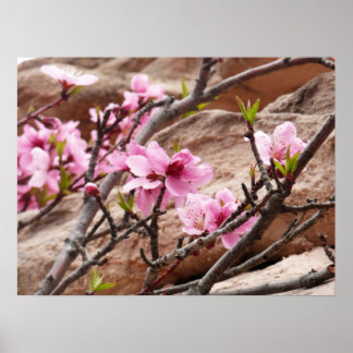 Póster Florecimiento de primavera en las rocas del Zion