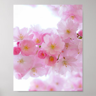 Póster Florecimiento del Árbol de cerezo japonés