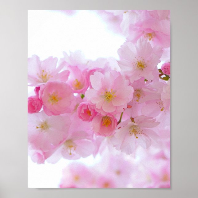 Póster Florecimiento del Árbol de cerezo japonés (Frente)