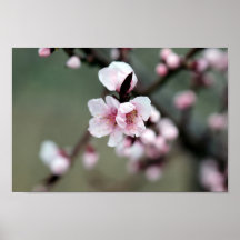 Florecimiento del cerezo en primavera