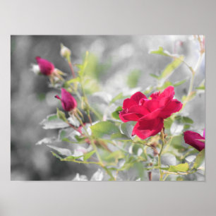 Póster Florecimiento rosa rojo del verano