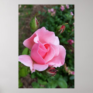Póster florecimiento rosa rosado