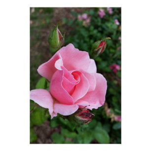 Póster florecimiento rosa rosado