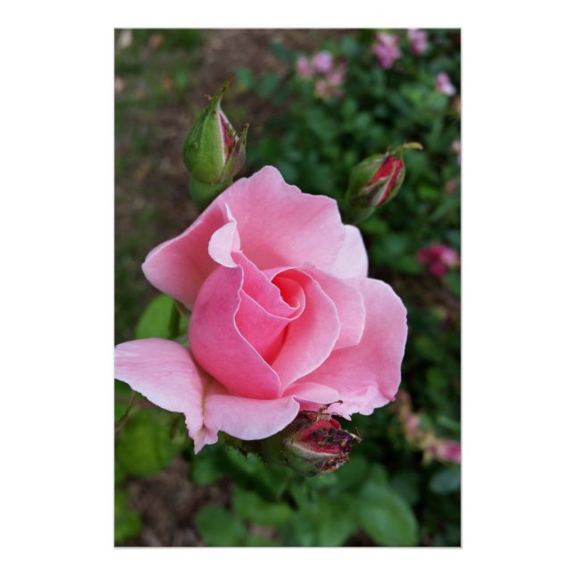 Póster florecimiento rosa rosado (Anverso)