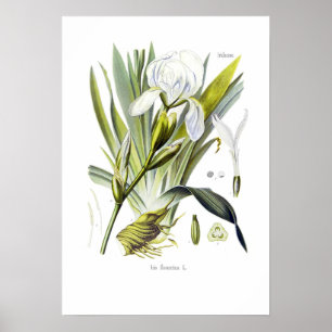 Póster Florentina del iris
