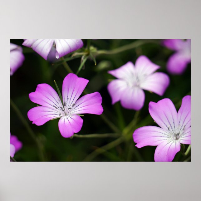 Póster Flores (Frente)