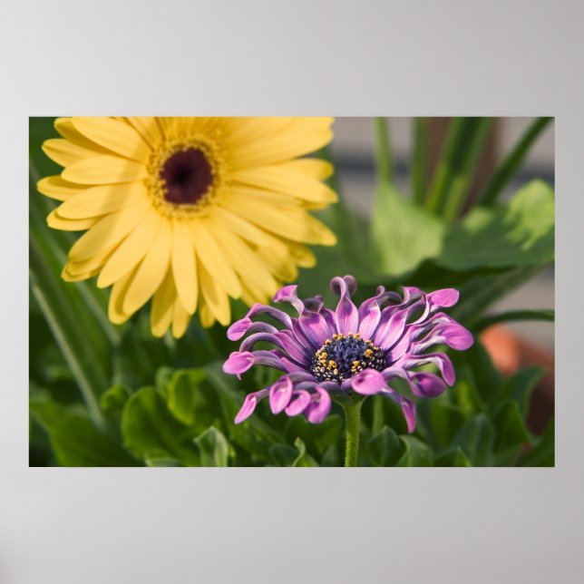 Póster Flores (Frente)