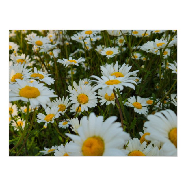 Póster Flores (Anverso)