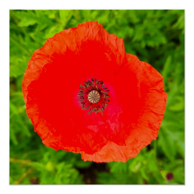 Póster Flores (Anverso)