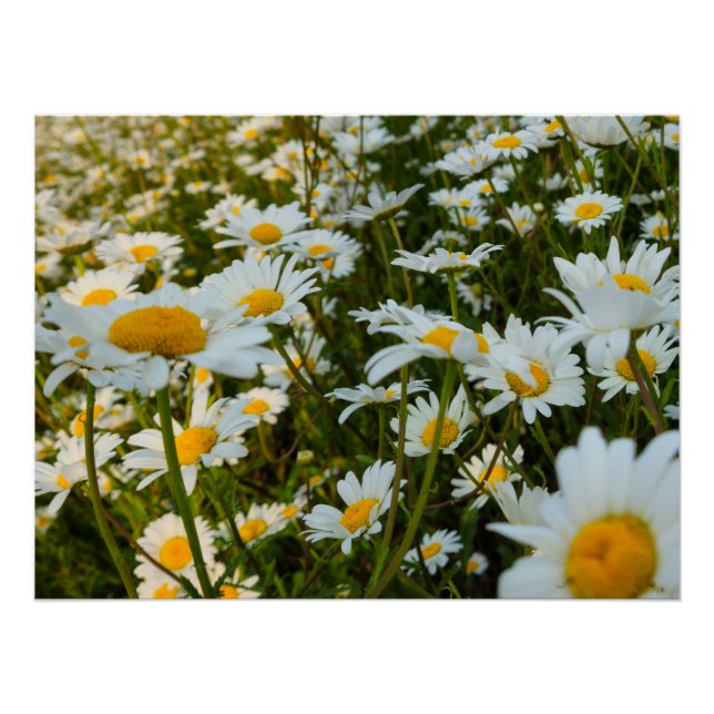Póster Flores (Anverso)
