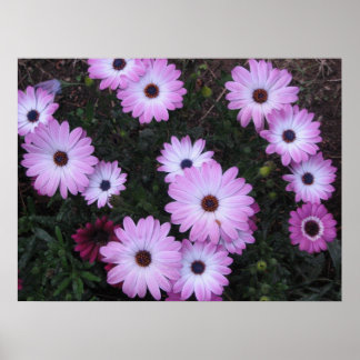 Póster Flores