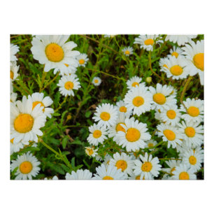 Póster Flores