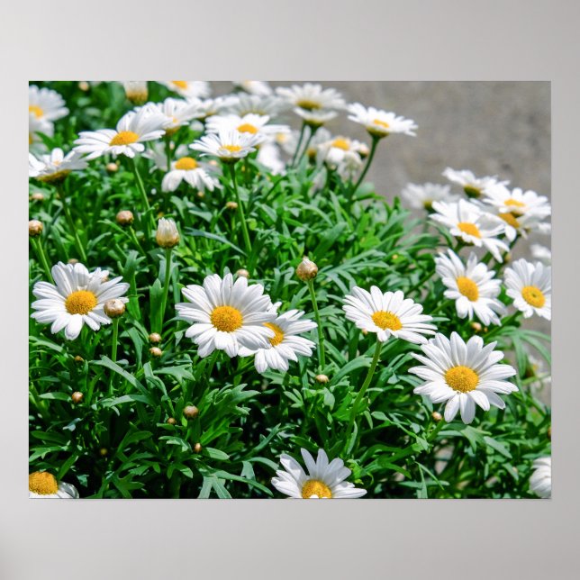 Póster Flores (Frente)