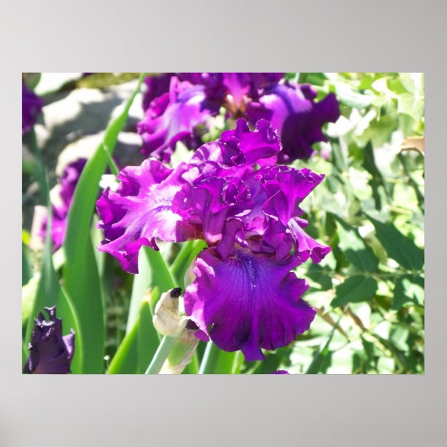 Póster flores (Frente)