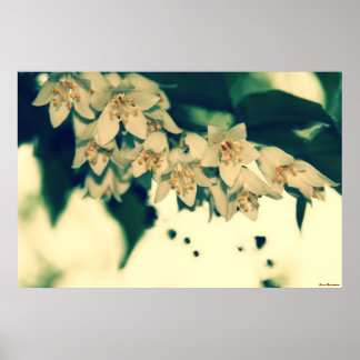 Póster Flores #4201 1 Poster