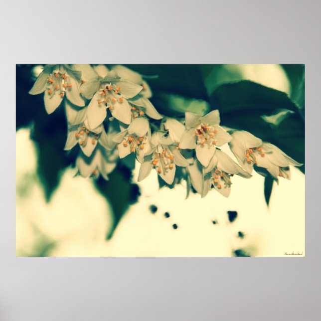 Póster Flores #4201 1 Poster (Frente)