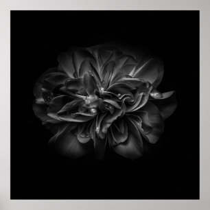Póster Flores 67 BW
