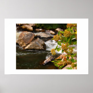 Póster flores a orillas del río