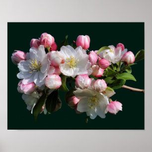Póster Flores alegres de manzano en primavera