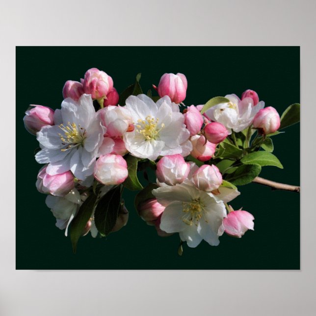 Póster Flores alegres de manzano en primavera (Frente)