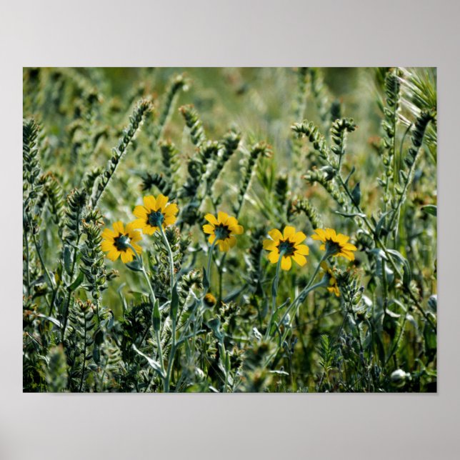 Póster Flores amarillas (Frente)