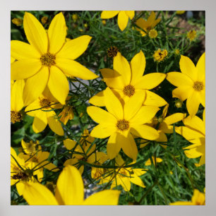 Póster flores amarillas
