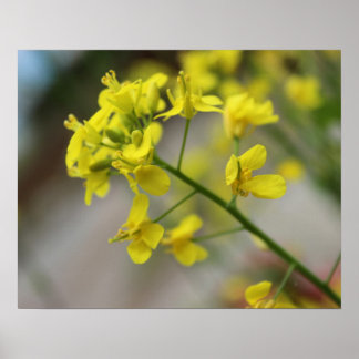 Póster Flores amarillas