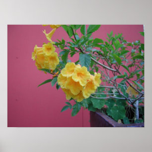Póster Flores amarillas