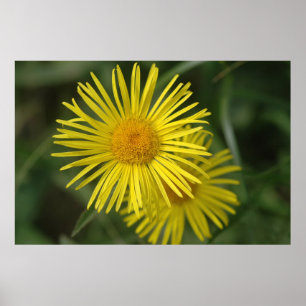 Póster Flores amarillas
