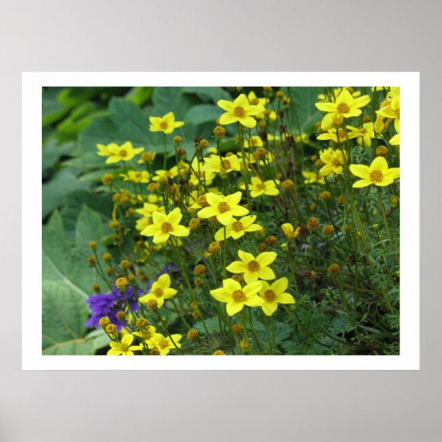 Póster flores amarillas (Frente)