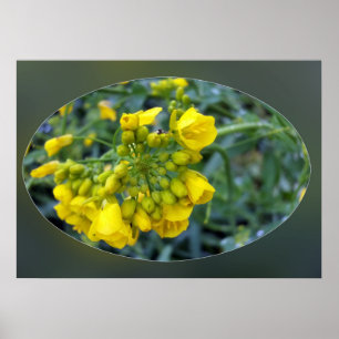 Póster Flores amarillas brillantes