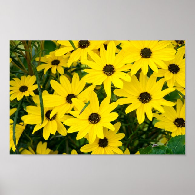 Póster Flores amarillas brillantes (Frente)