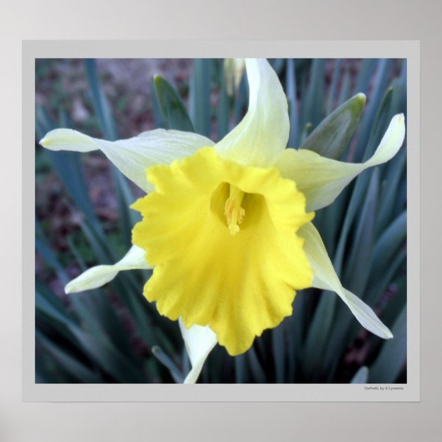Póster Flores amarillas Daffodils Daffodil Flower Photo (Frente)