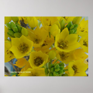 Póster Flores amarillas de bulbo