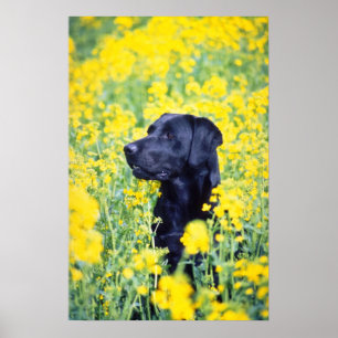 Póster flores amarillas de Labrador