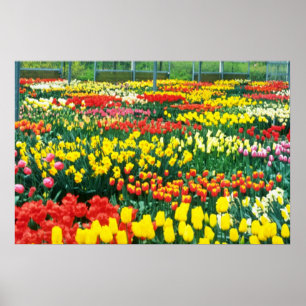 Póster flores amarillas de los invernaderos de Keukenhof
