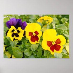Póster flores amarillas de los pensamientos