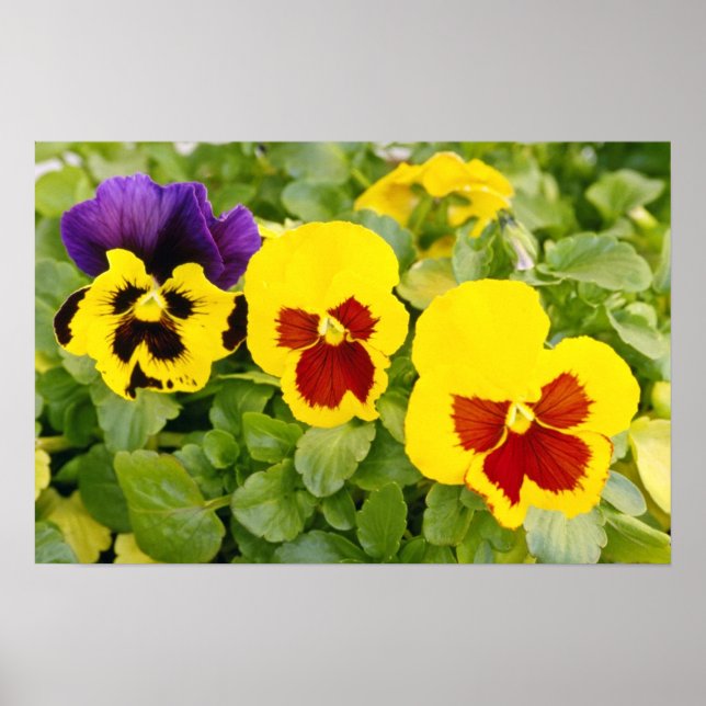 Póster flores amarillas de Pansies (Frente)