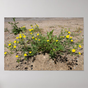 Póster Flores amarillas en la arena